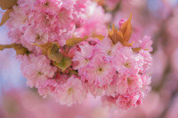 cherry-blossom-8671856